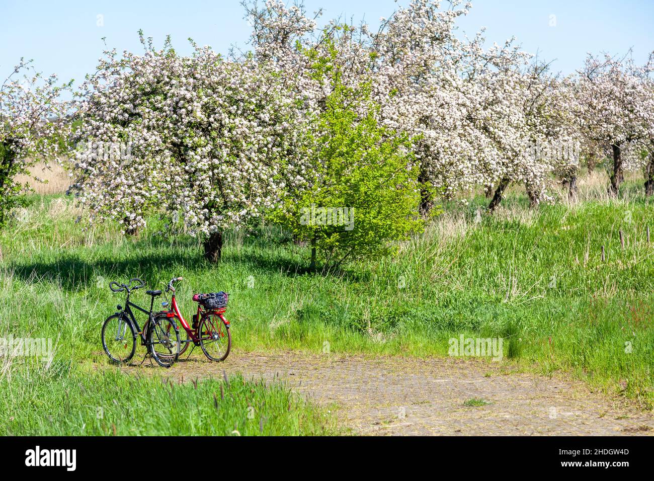 apple blossom, old country, apple blossoms, altes lands Stock Photo