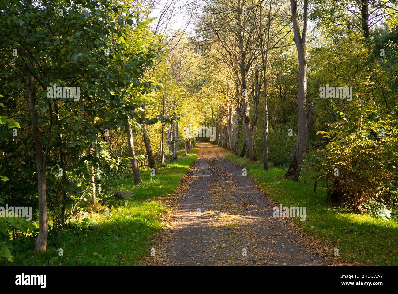 Foot Path Tree footpath, tree alley, footpaths, tree alleys Stock Photo - Alamy