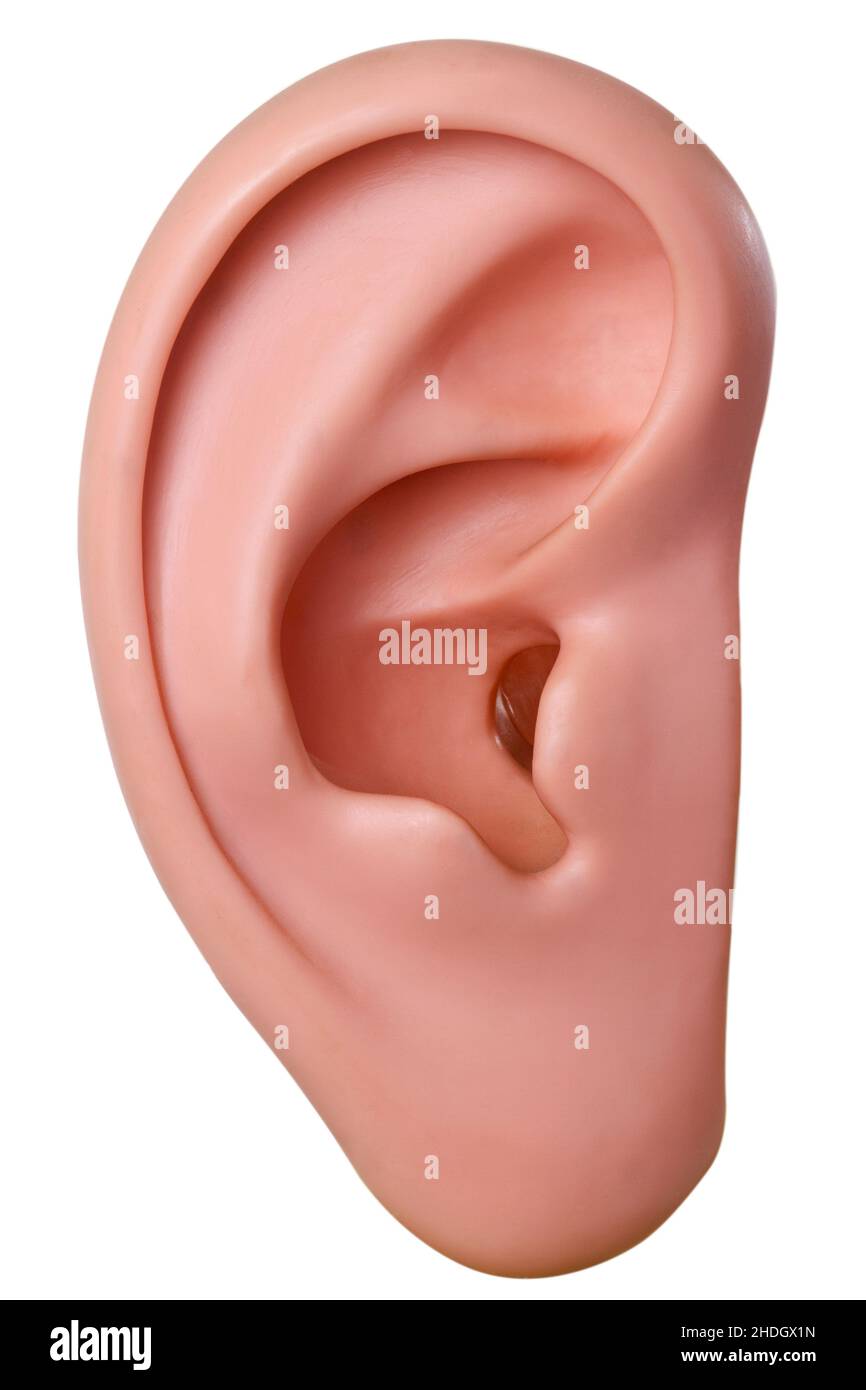 animal ear, auricle, hearing, animal ears, ear, ears, auricles Stock