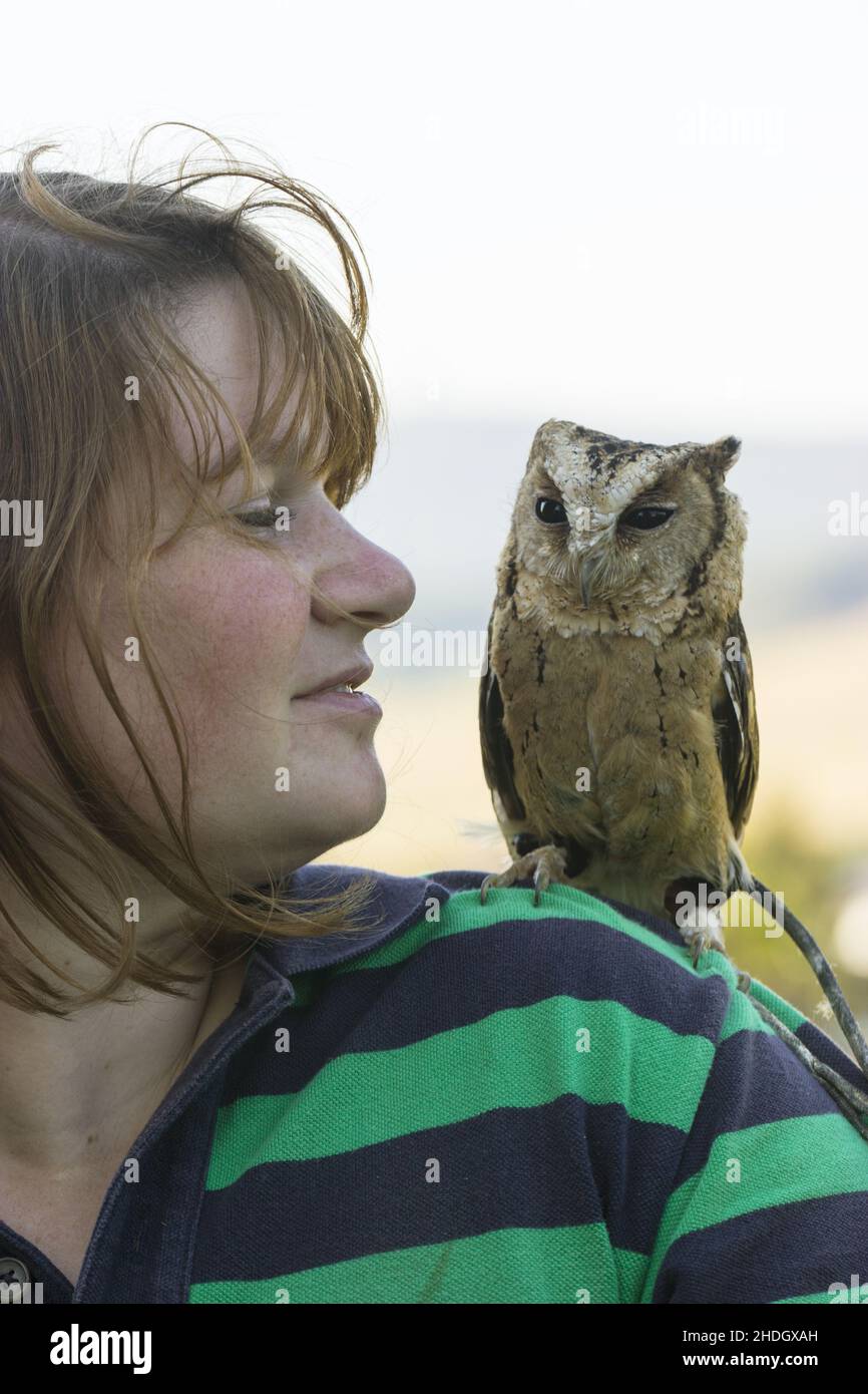 owl, zoo keeper, Indian scops owl , owls, zoo keepers Stock Photo Alamy