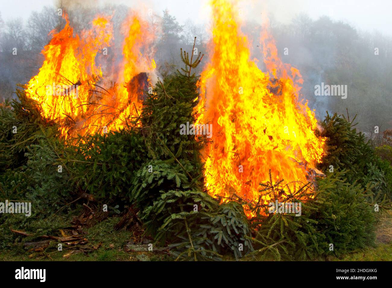 Burning forest fir tree hi-res stock photography and images - Alamy