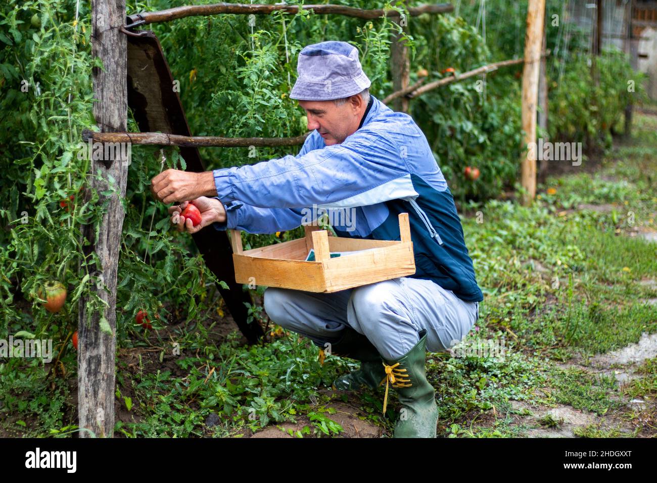 A farmer picking organic tomatoes in his garden Stock Photo - Alamy