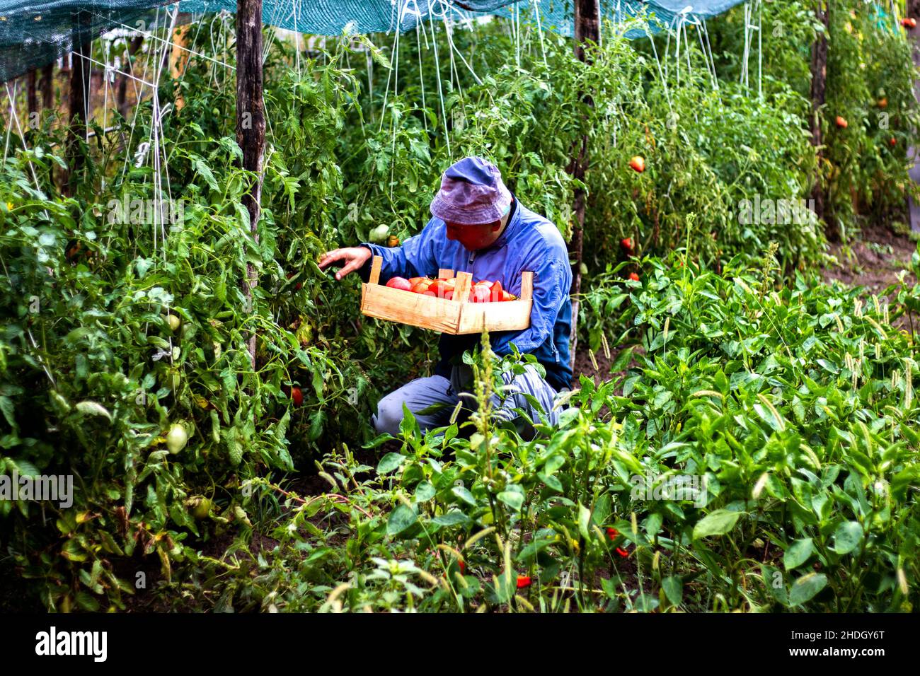 Farmer picking organic tomatoes in his garden Stock Photo - Alamy