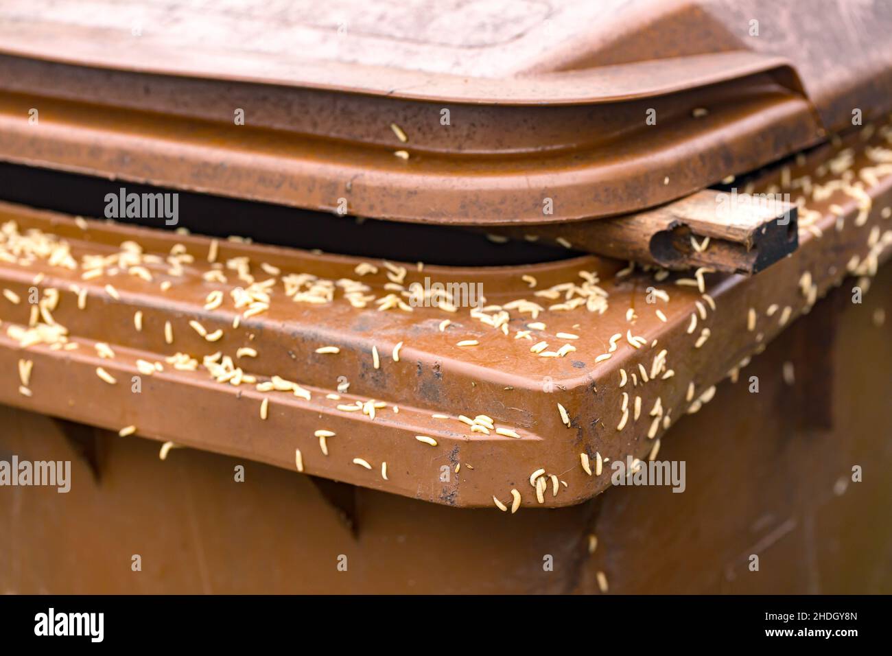 maggot, green bin, maggots, green bins Stock Photo Alamy