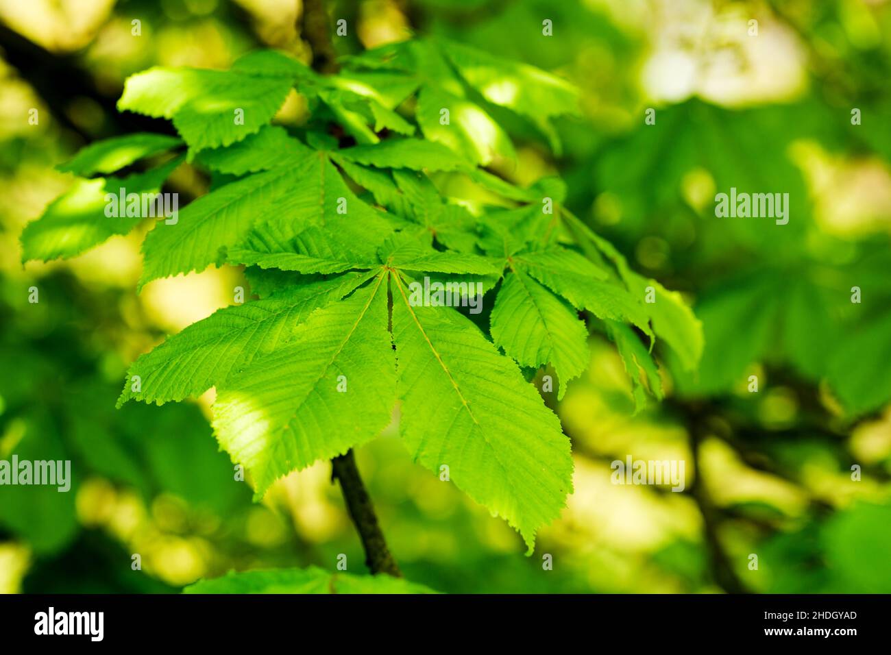 Close up maple leafs hi-res stock photography and images - Alamy