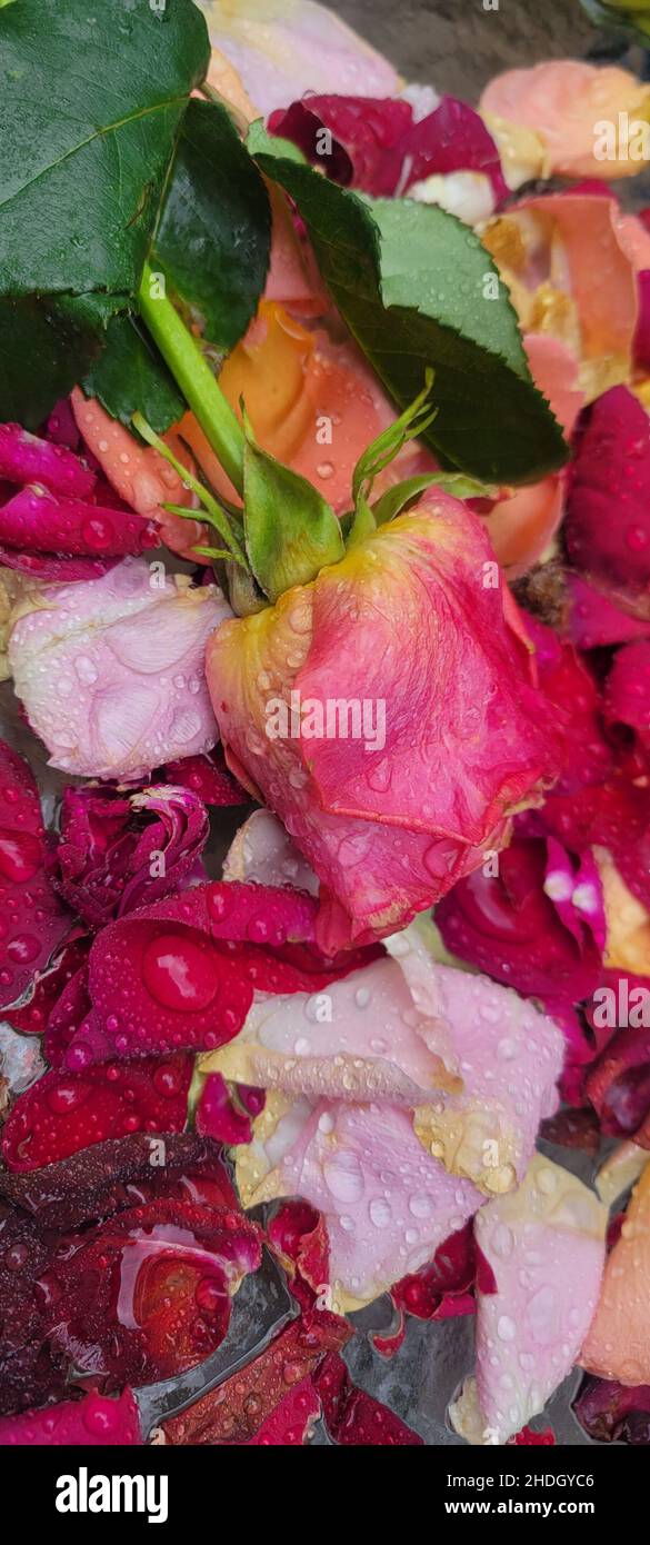 Multi-colored roses and scattered rose petals left from a faded bouquet ...