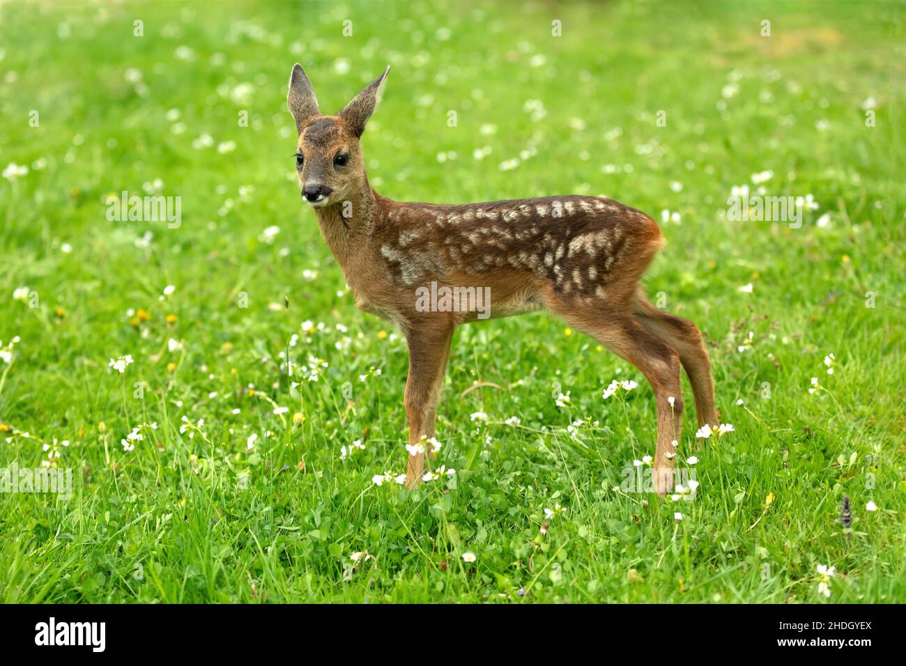 fawn, fawns Stock Photo