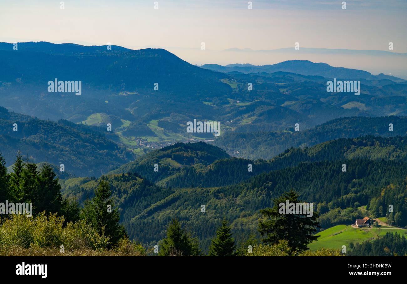 black forest, black forests, wood Stock Photo