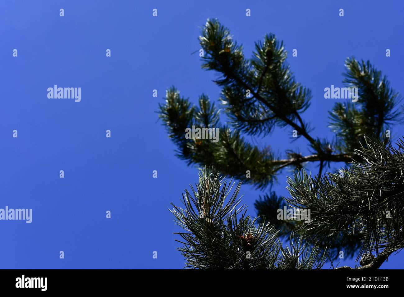 Fir branches with a blue sky Stock Photo