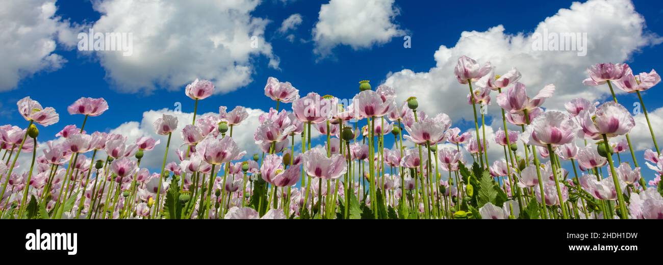 Panoramic web banner header of pink poppies flowers growing in a summer field with bright blue sky and white clouds panorama Stock Photo