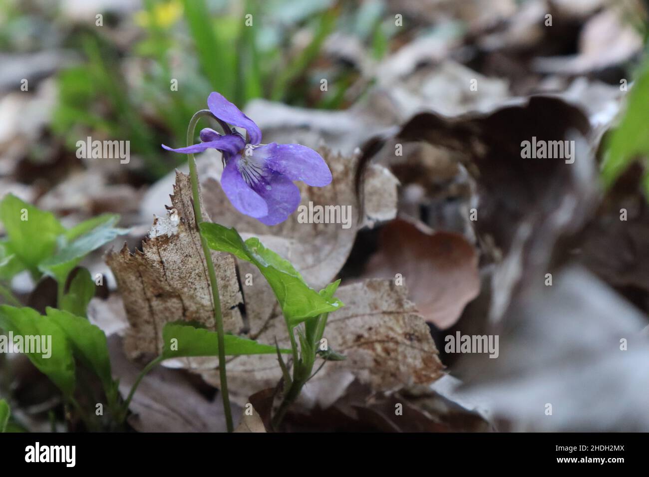 Wild violet in the forest, herald of spring in Germany Stock Photo
