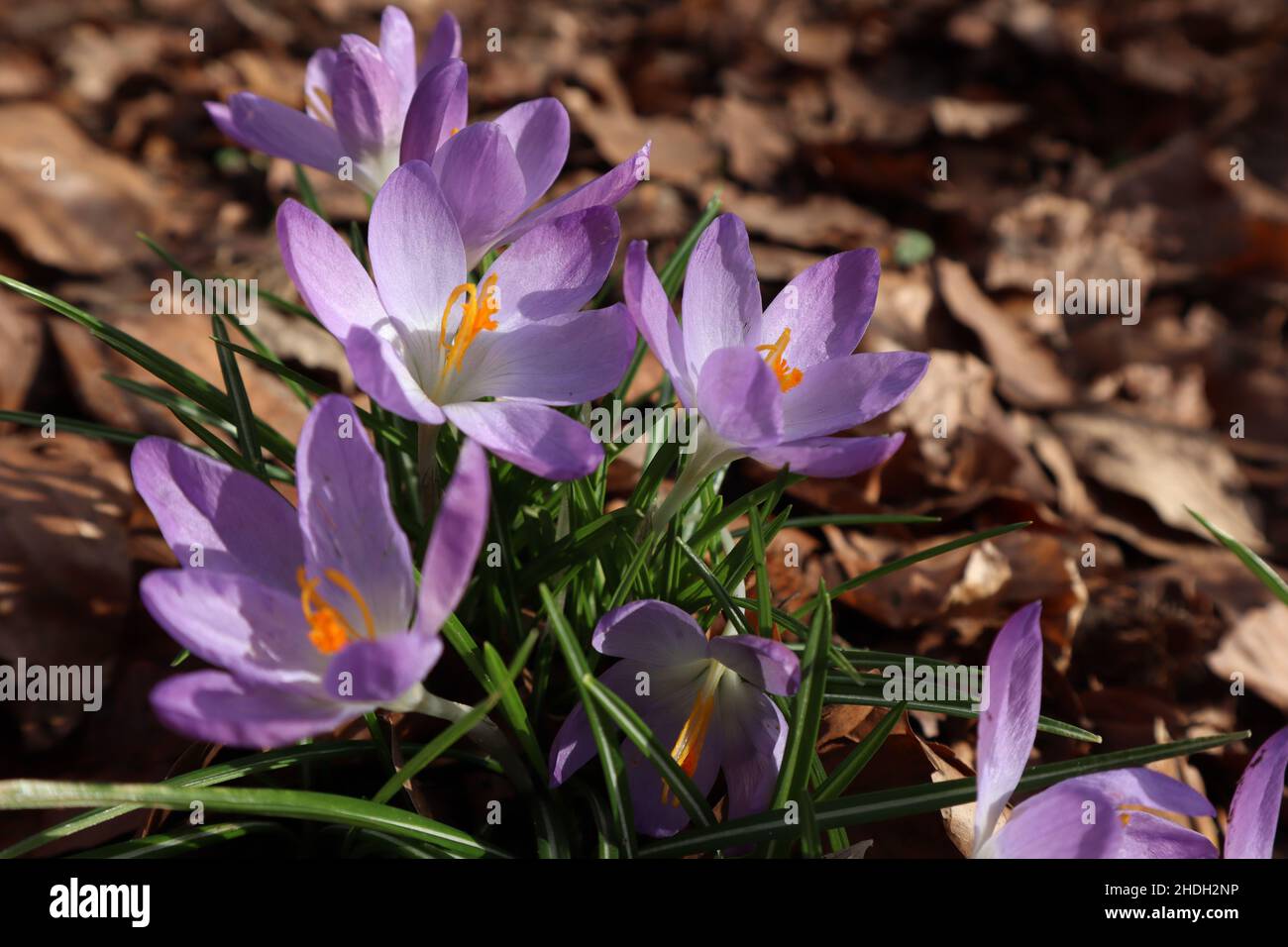 Purple crocus, herald of spring Stock Photo