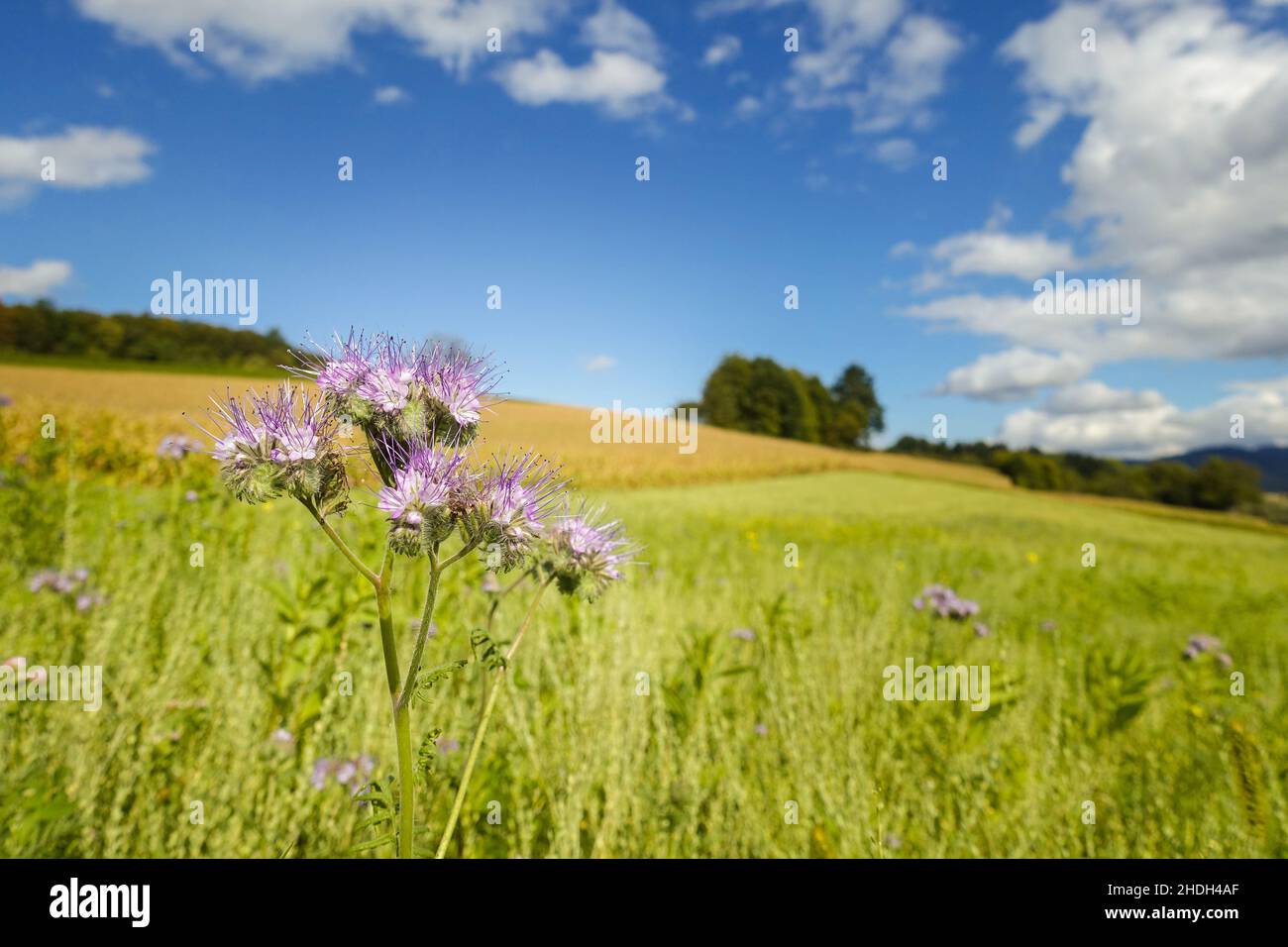 green manure, honey plant, green manures, honey plants Stock Photo Alamy