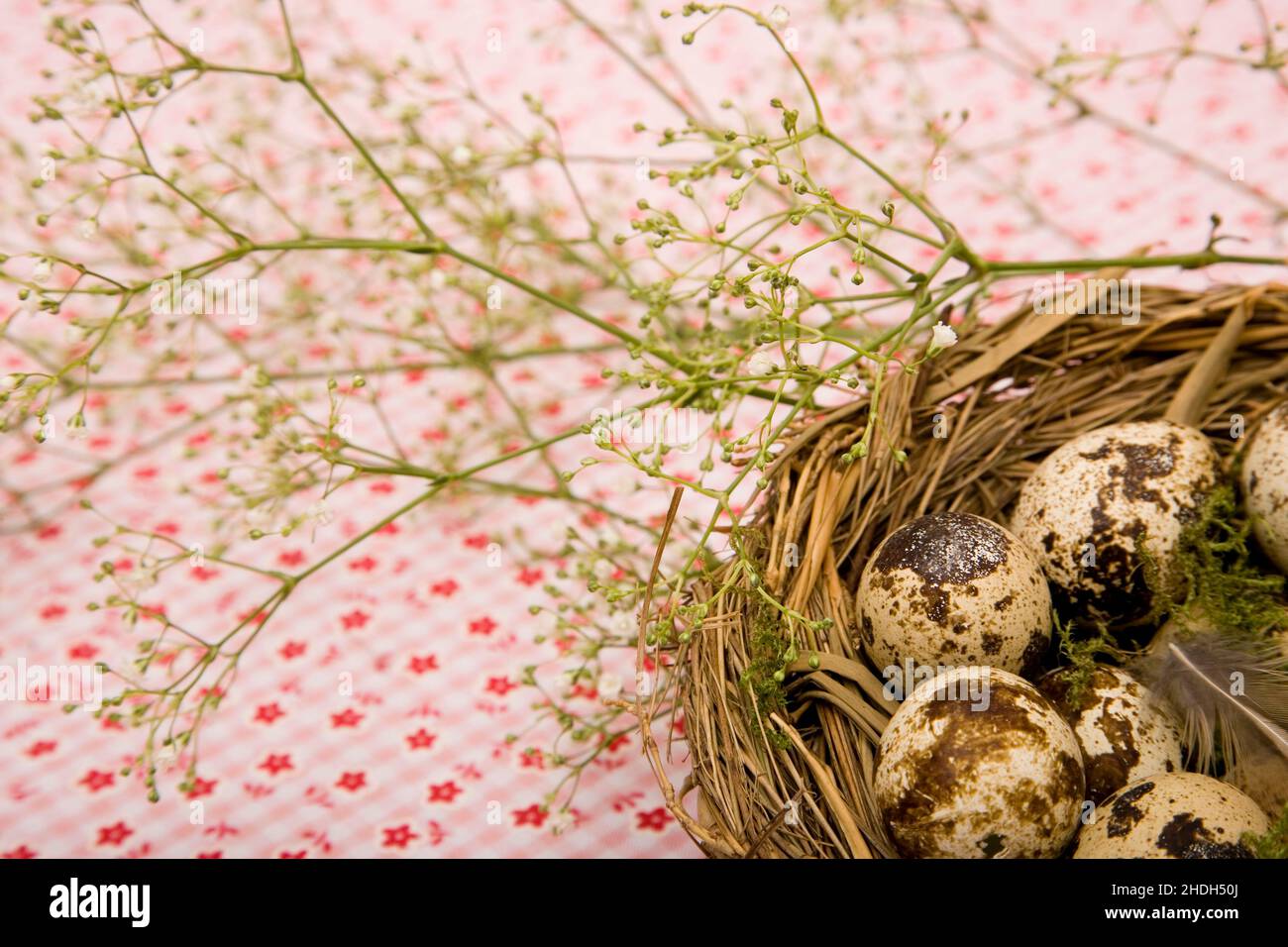 easter nest, easter decoration, quail eggs, easters, easter decorations, quail egg Stock Photo