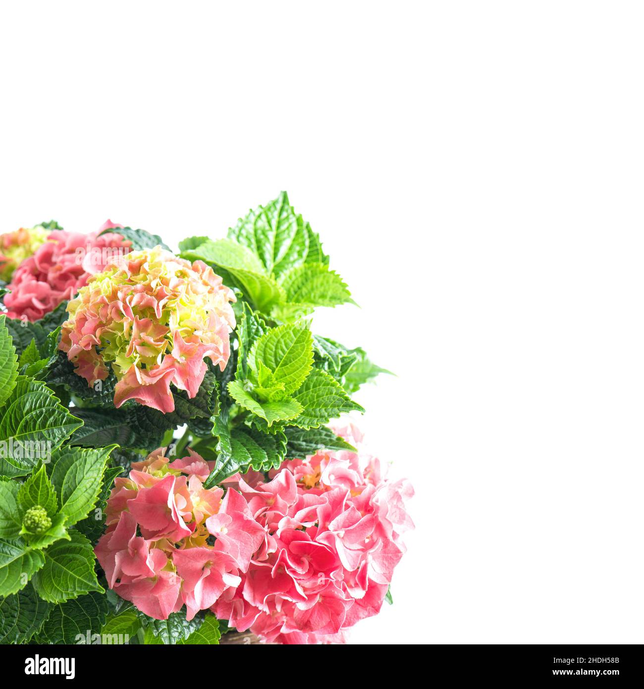 Pink hortensia blossoms with green leaves. Fresh hydrangea flower Stock Photo
