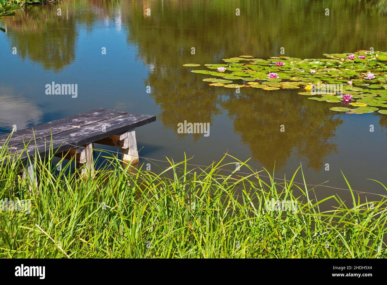 pier, pond, lily pond, piers, ponds, lily ponds Stock Photo Alamy