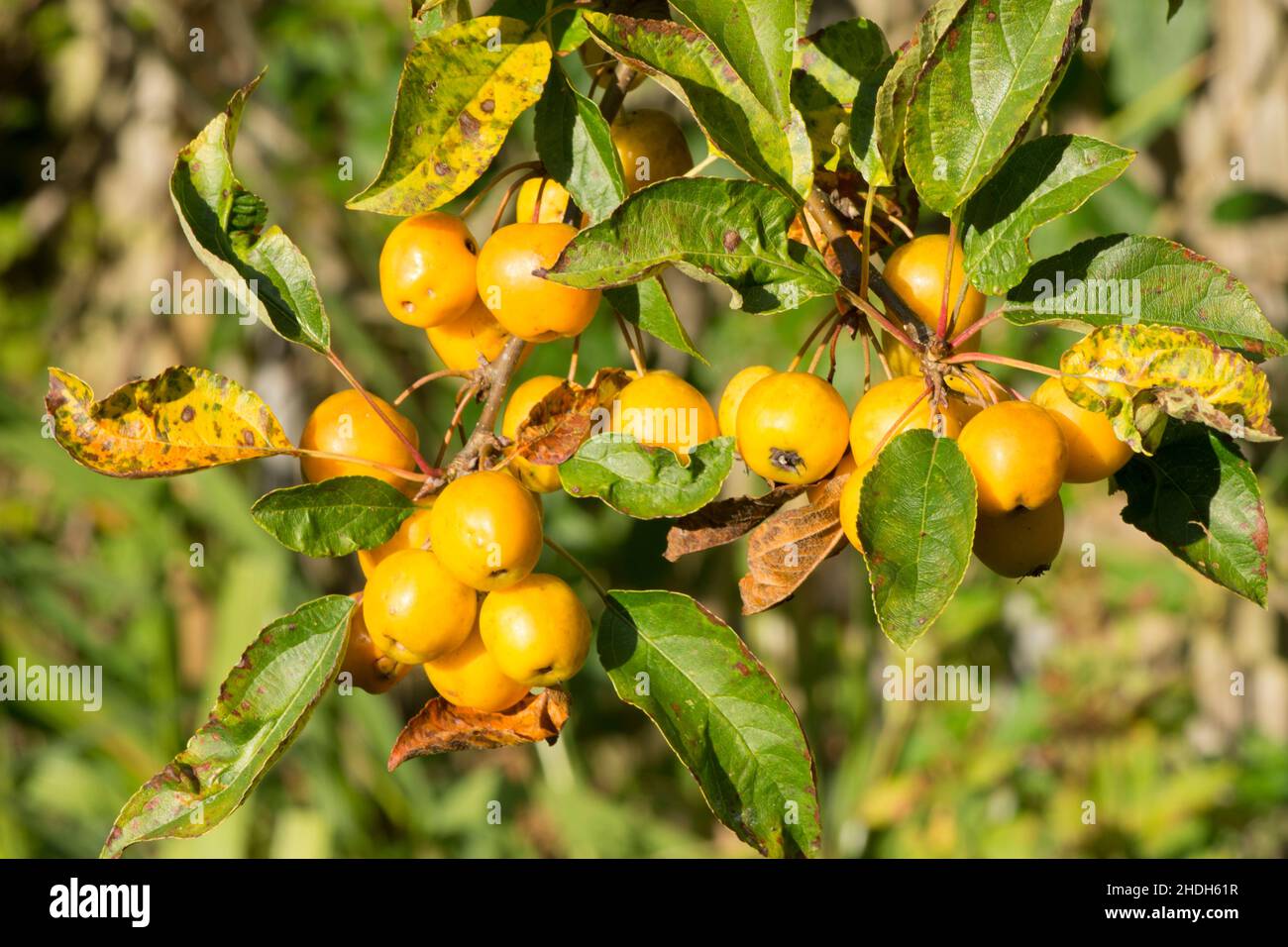 Malus × zumi, Golden Hornet, crab apple,part of branch of yellow fruit apples, Stock Photo