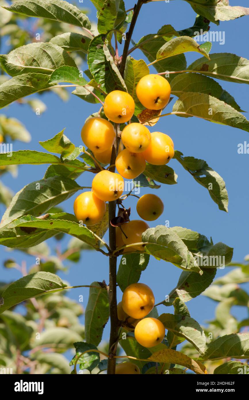 Malus × zumi, Golden Hornet, crab apple,part of branch of yellow fruit apples, blue sky Stock Photo