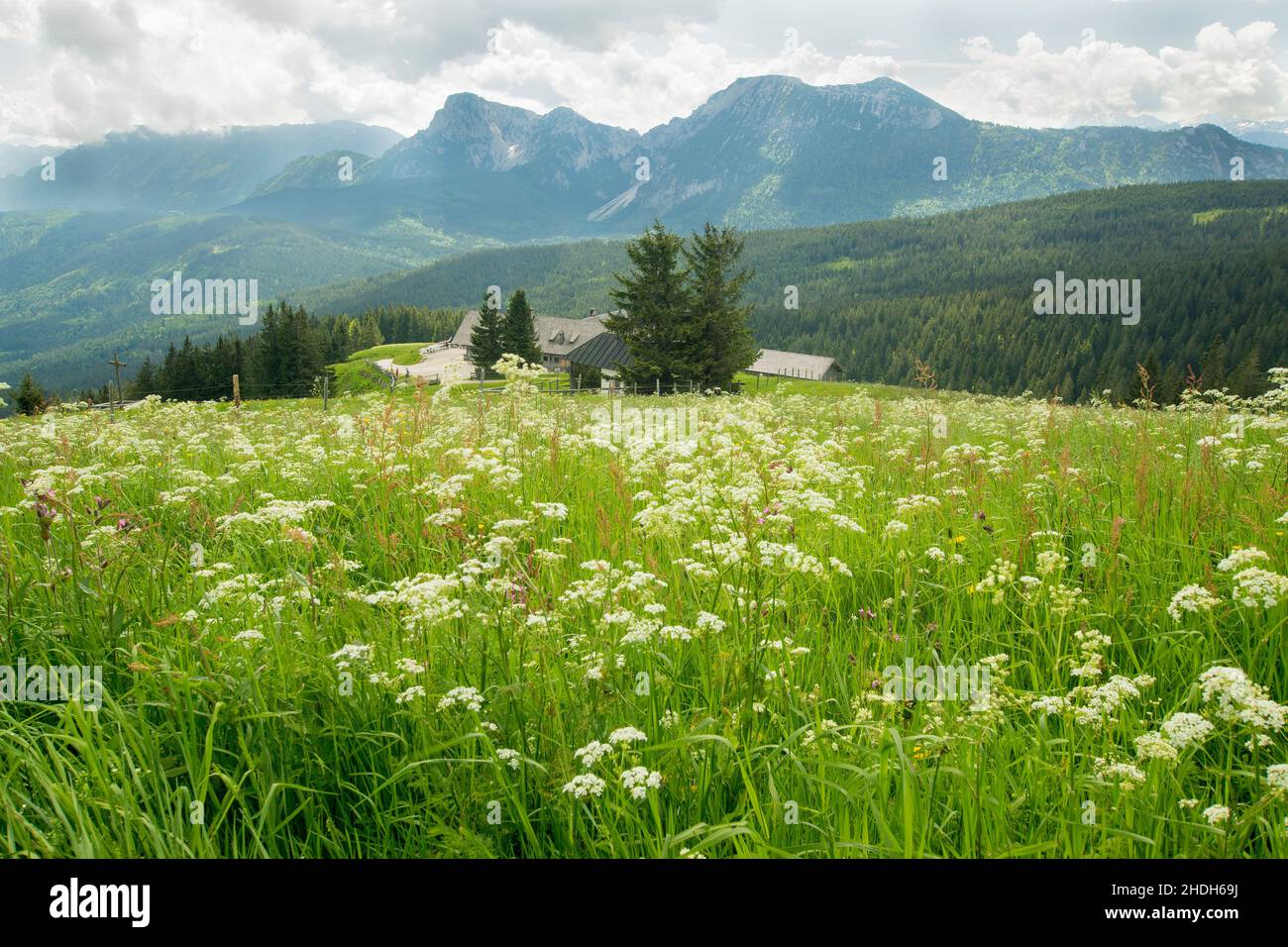 flower meadow, wild flower, stoißer alm, flower meadows, wild flowers ...