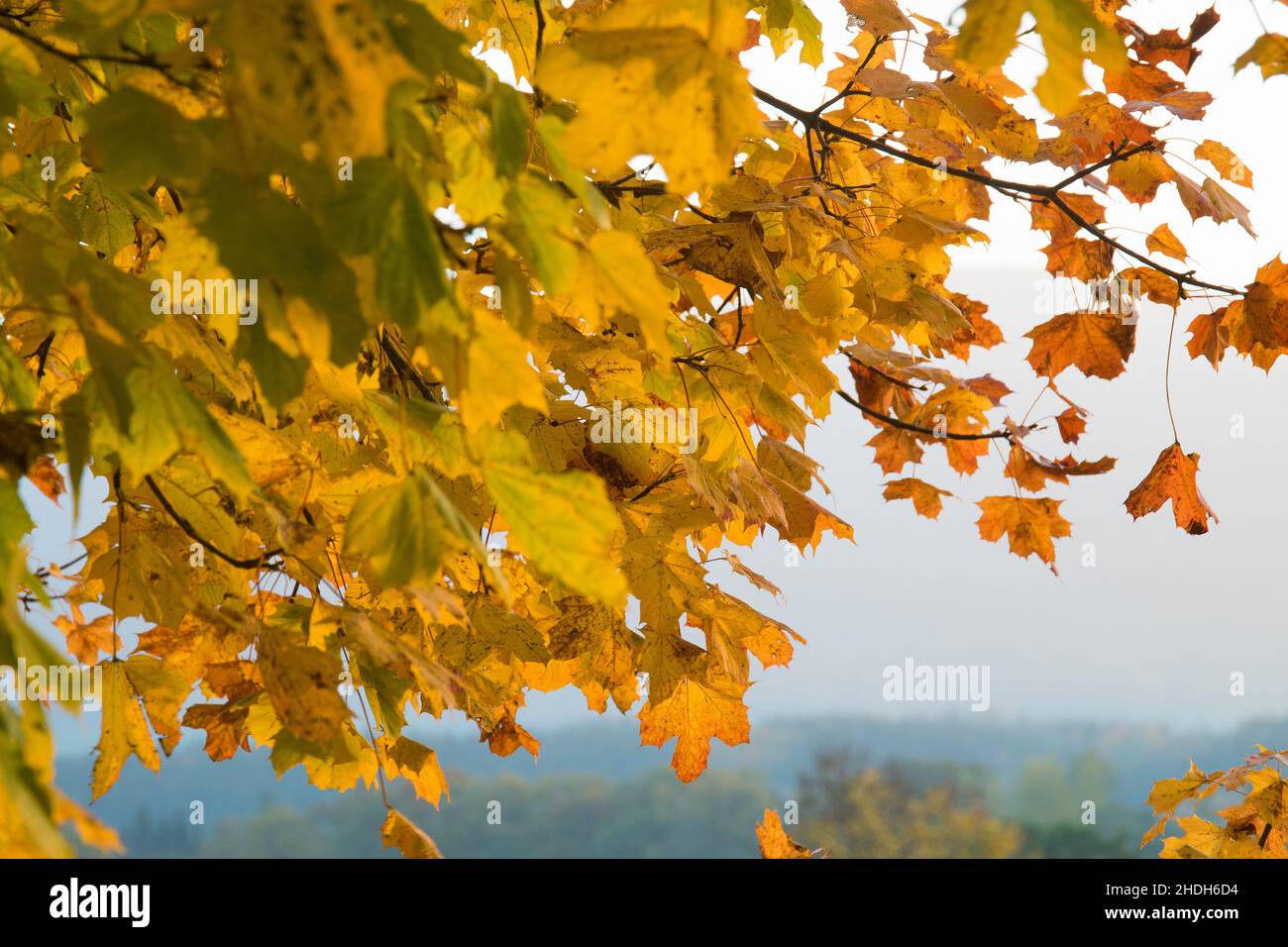 maple tree, autumn, maple trees, fall Stock Photo - Alamy