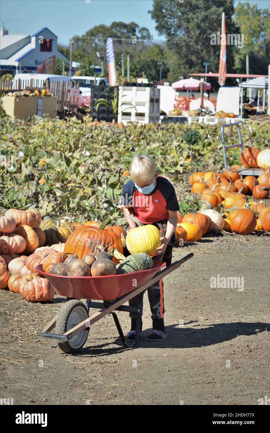 Halloween pumpkin picking and buying for celebrating and display at