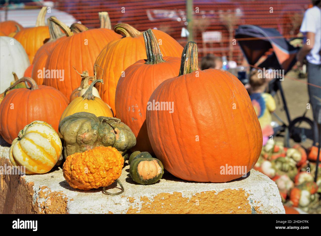 Halloween pumpkin picking and buying for celebrating and display at