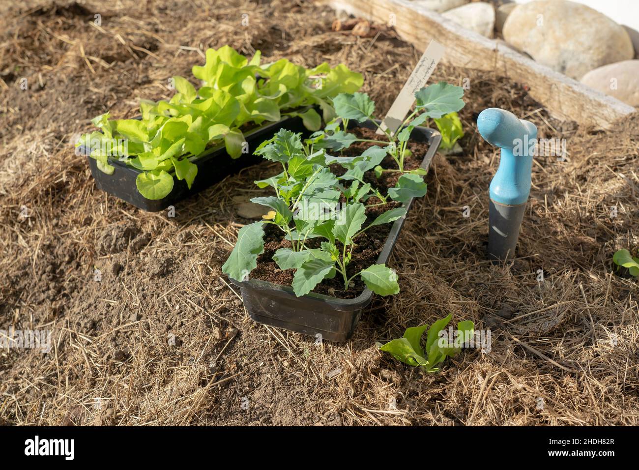 seedling, vegetable garden, sapling, seedlings, vegetable gardens Stock Photo