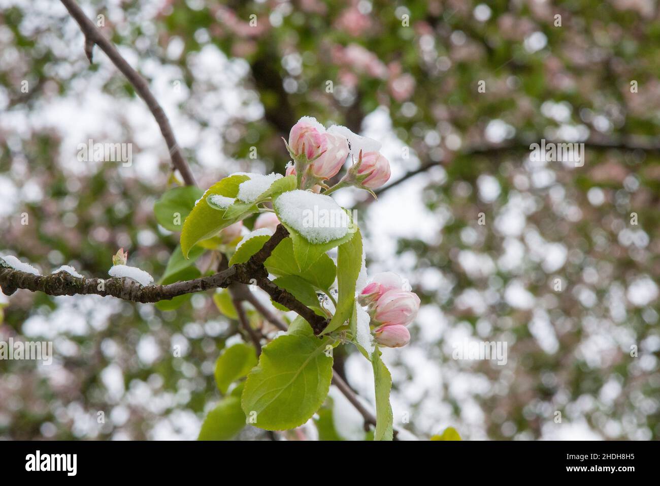 frost, apple blossom, frosts, apple blossoms Stock Photo Alamy