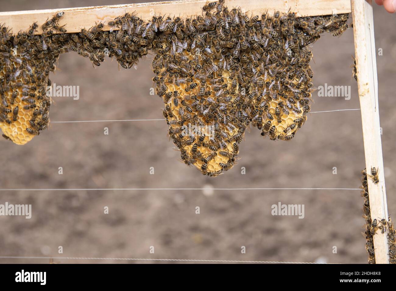 honeycomb, Honey bee, breeding frame, honeycombs Stock Photo - Alamy