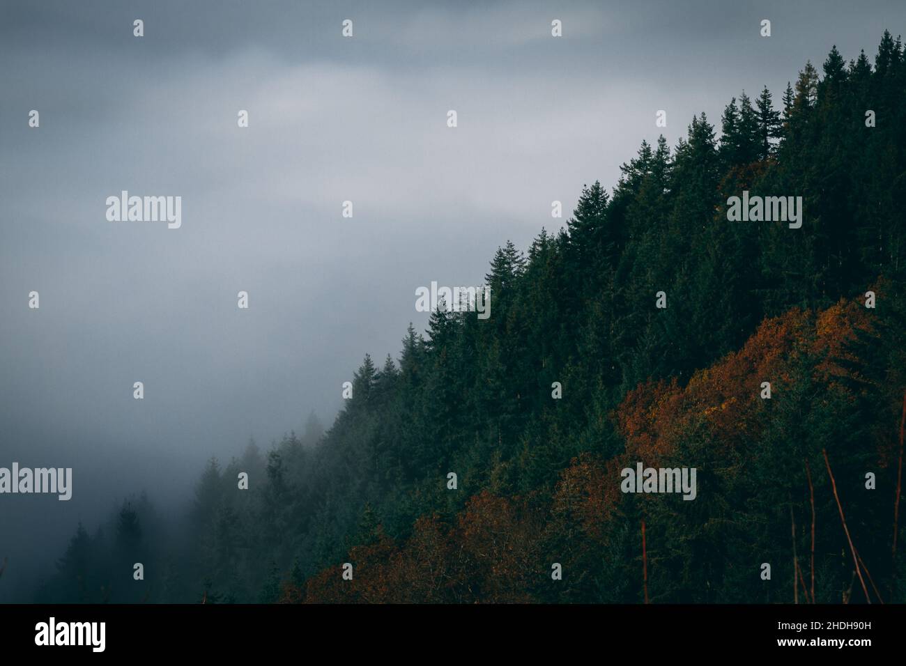 German Forest Stock Photo