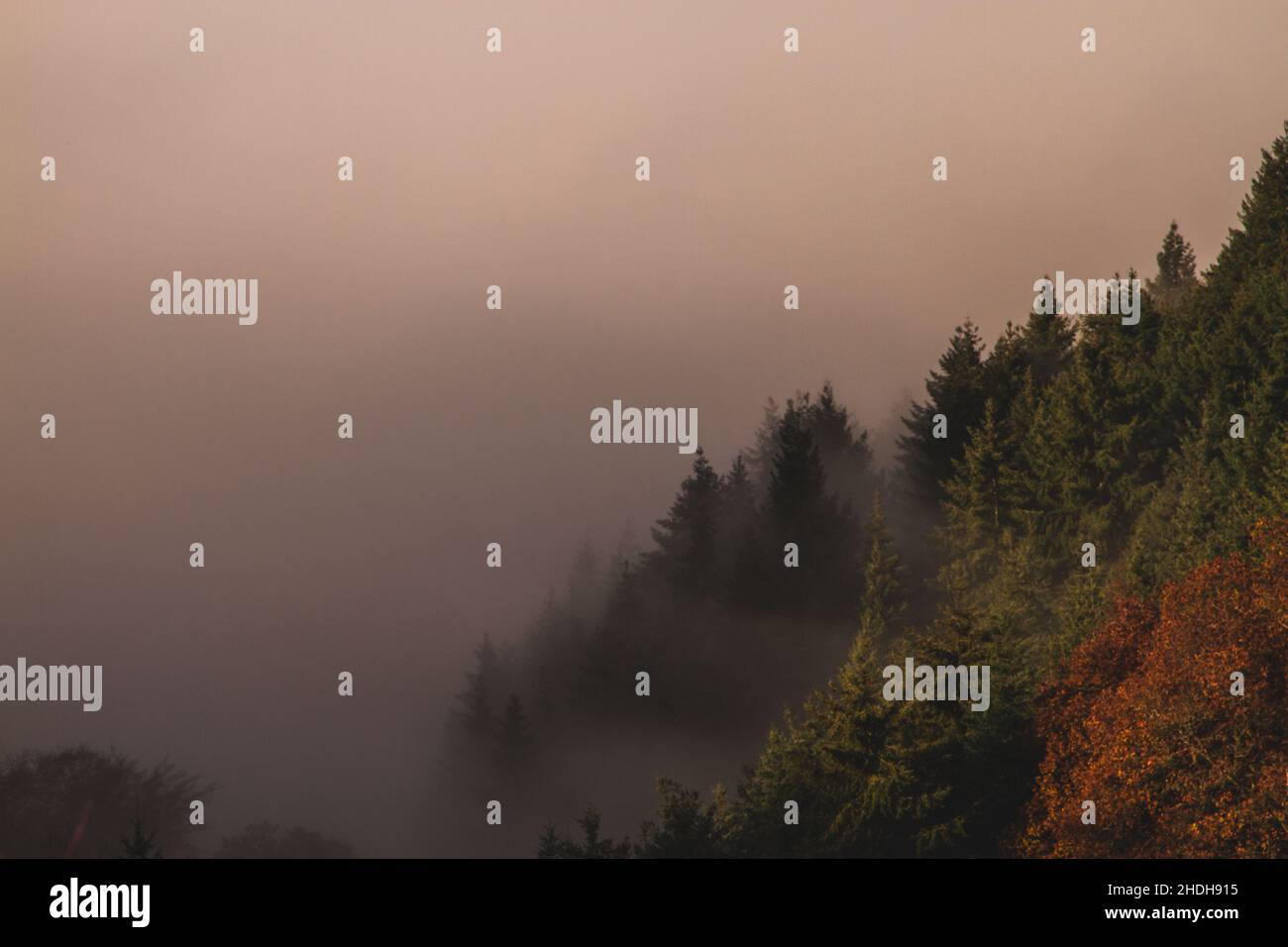 German Forest Stock Photo