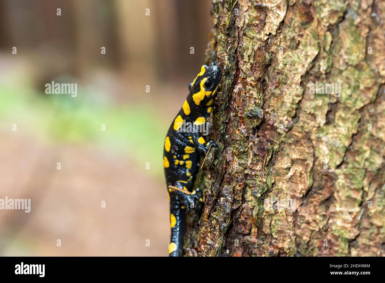 fire salamander, fire salamanders Stock Photo Alamy