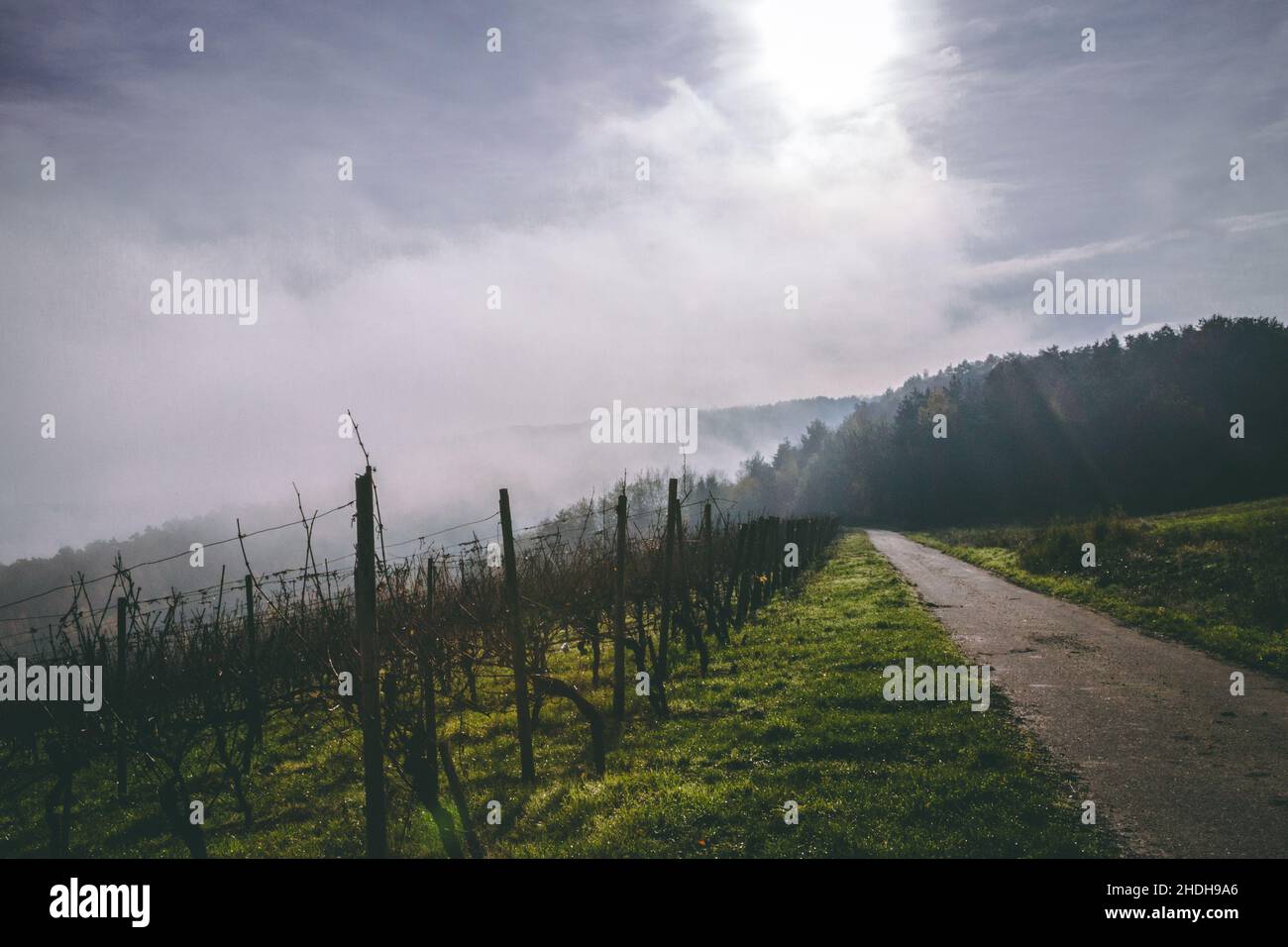 Vineyard in Germany Stock Photo