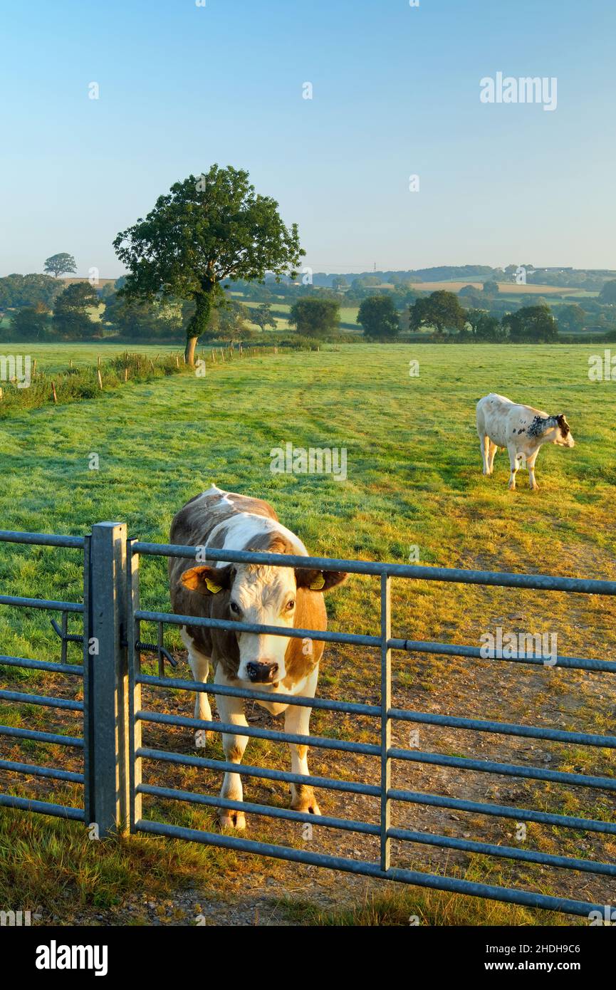 UK, Devon, Cows in Countryside near Axminster. Stock Photo