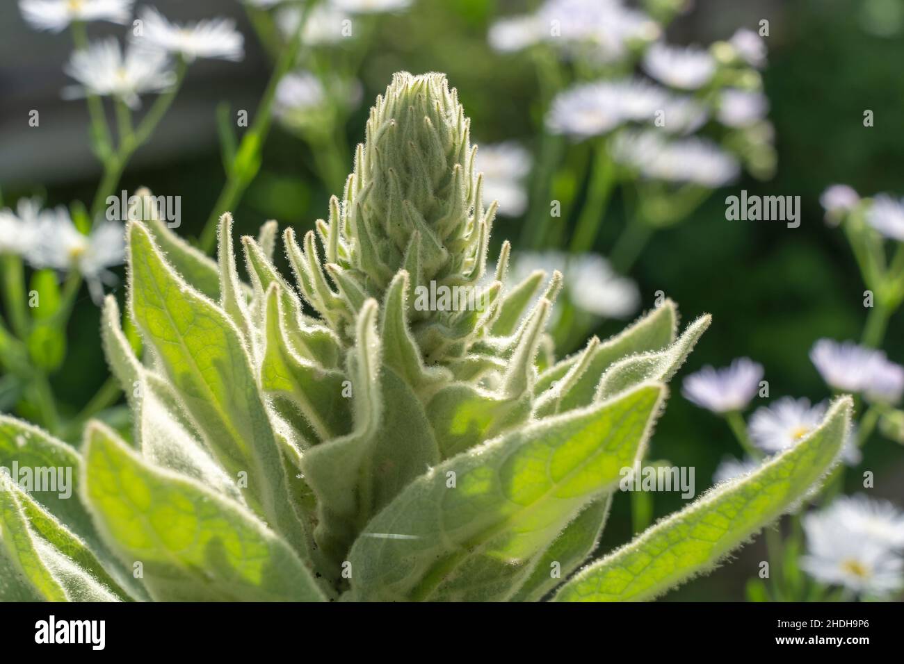 Great mullein common hi res stock photography and images Alamy