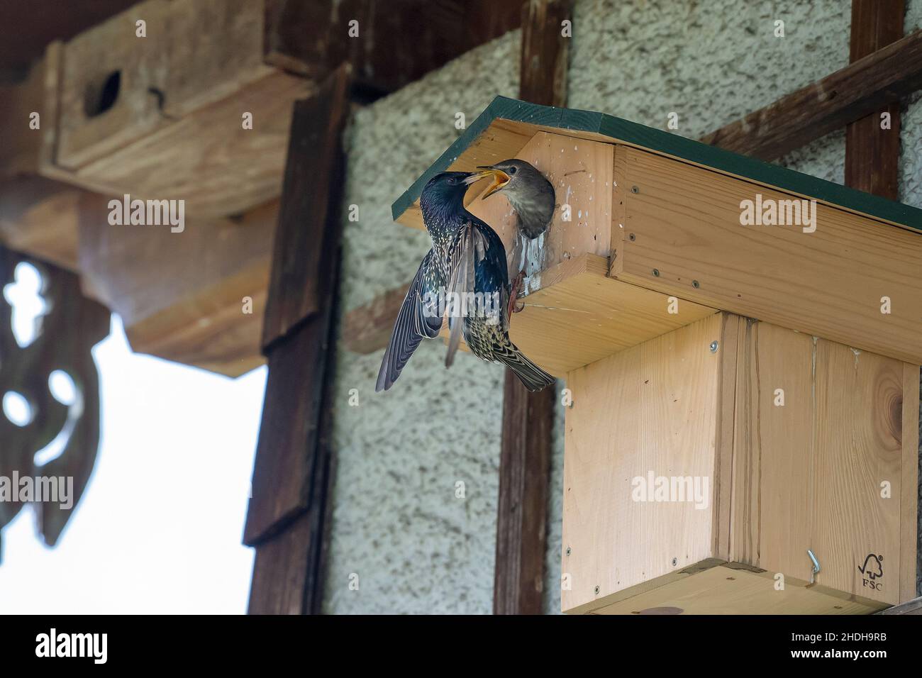 feeding, star, nesting box, young bird, feed, feedings, stars, nesting