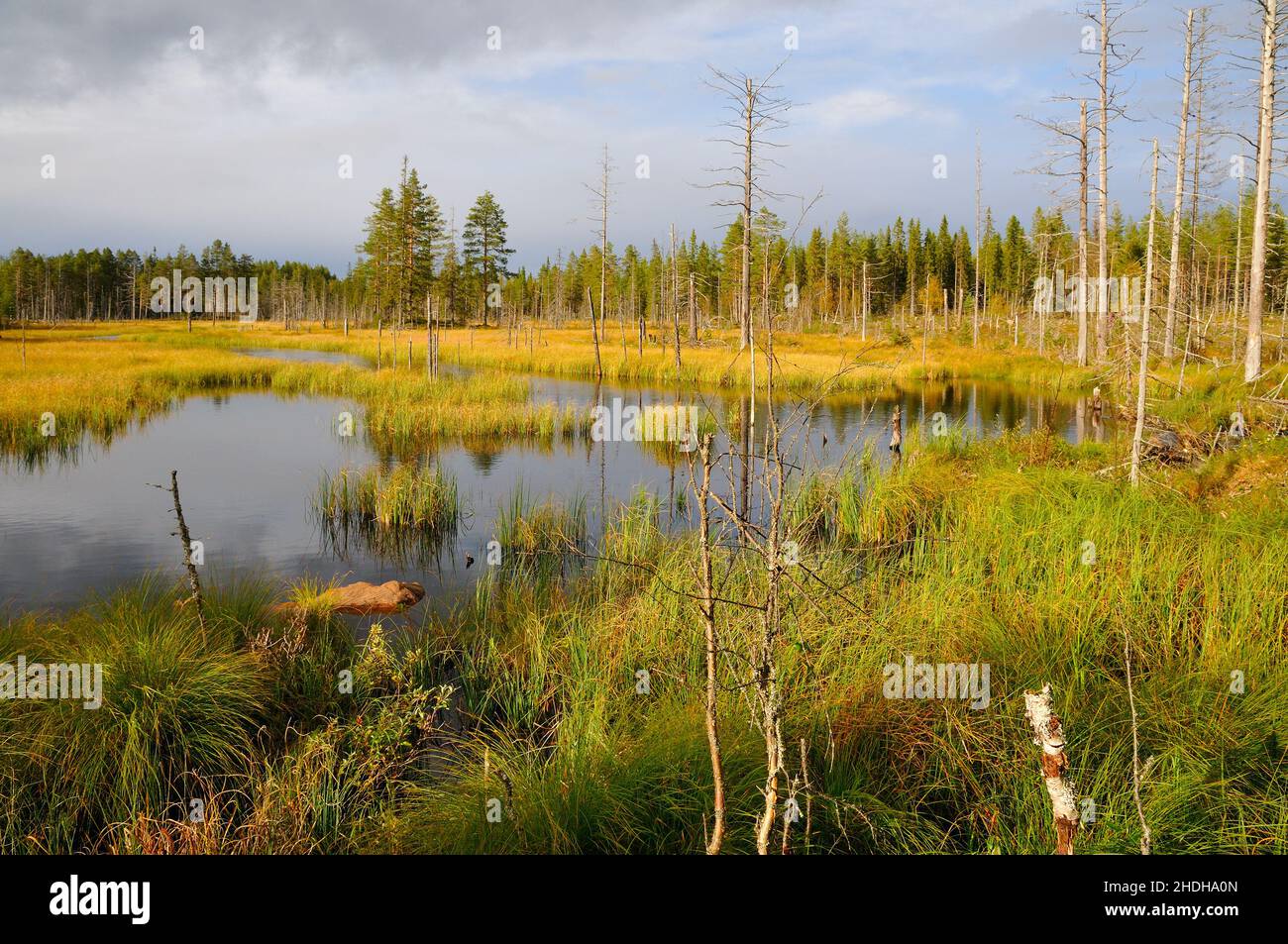 sweden, swamp, dalarna, swedens, swamps Stock Photo