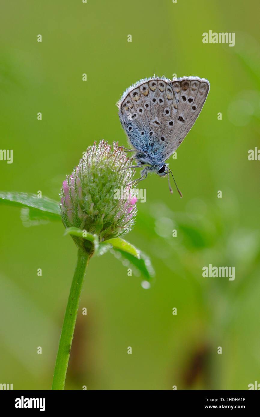 butterfly, adonis blue, butterflies Stock Photo Alamy