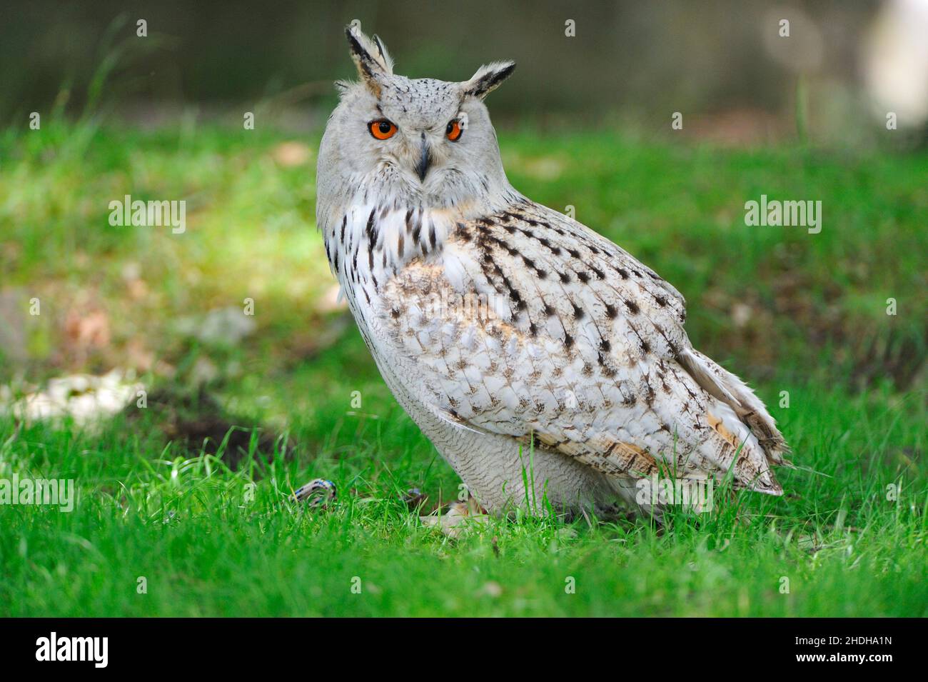 eagle owl, owl, siberian eagle owl, eagle owls, owls, siberian eagle owls  Stock Photo - Alamy