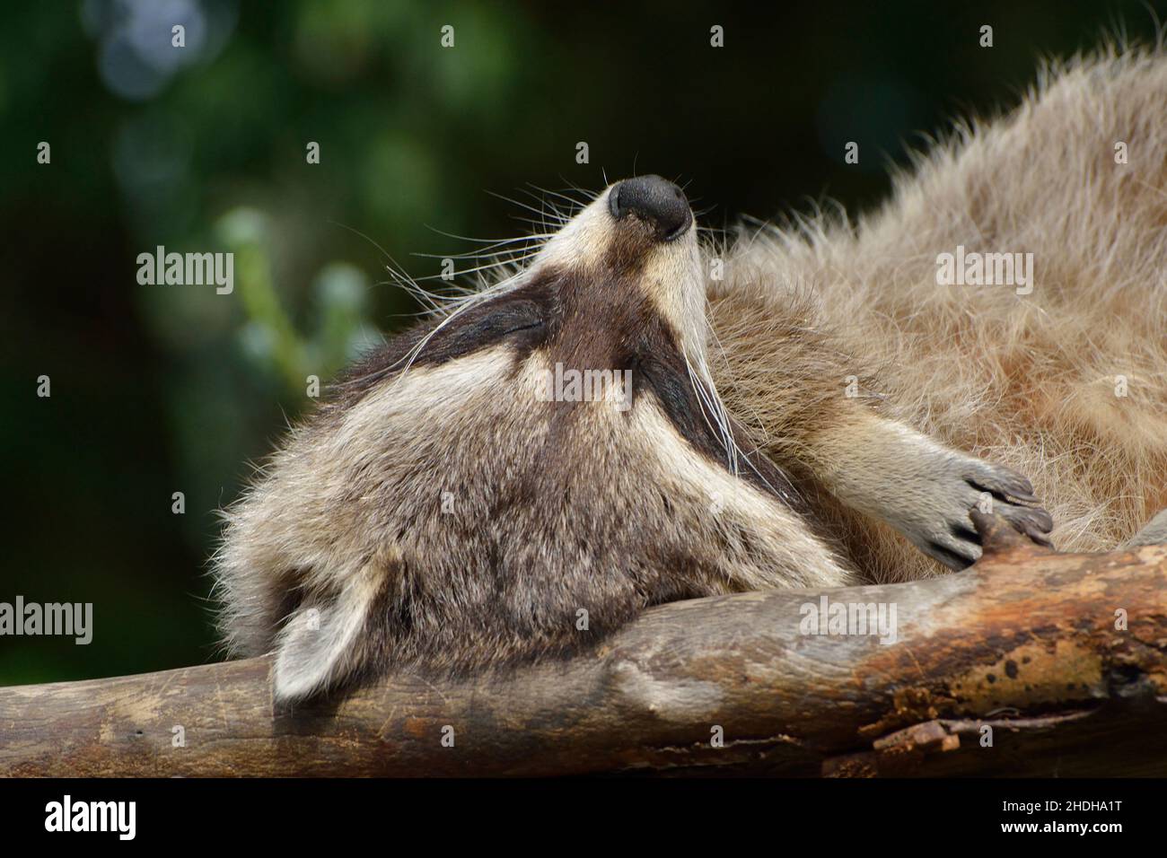 sleeping, raccoon, sleep, to be asleep, to sleep, procyonidae, raccoons