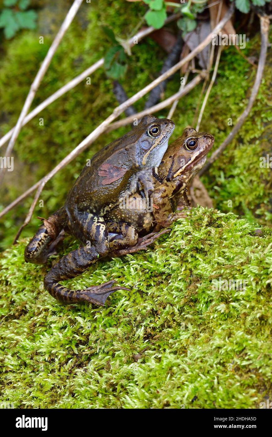 reproduction, mating, common frog, reproductions, common frogs Stock