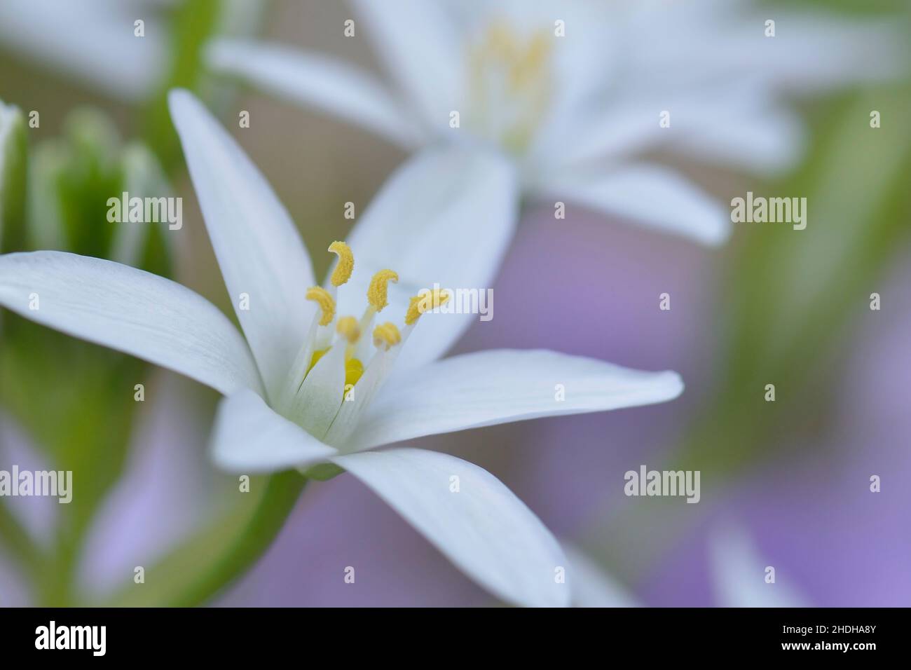 star of bethlehem, ornithogalum umbellatum, ornithogalums, ornithogalum umbellatums Stock Photo