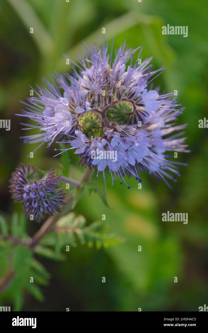 green manure, honey plant, green manures, honey plants Stock Photo Alamy