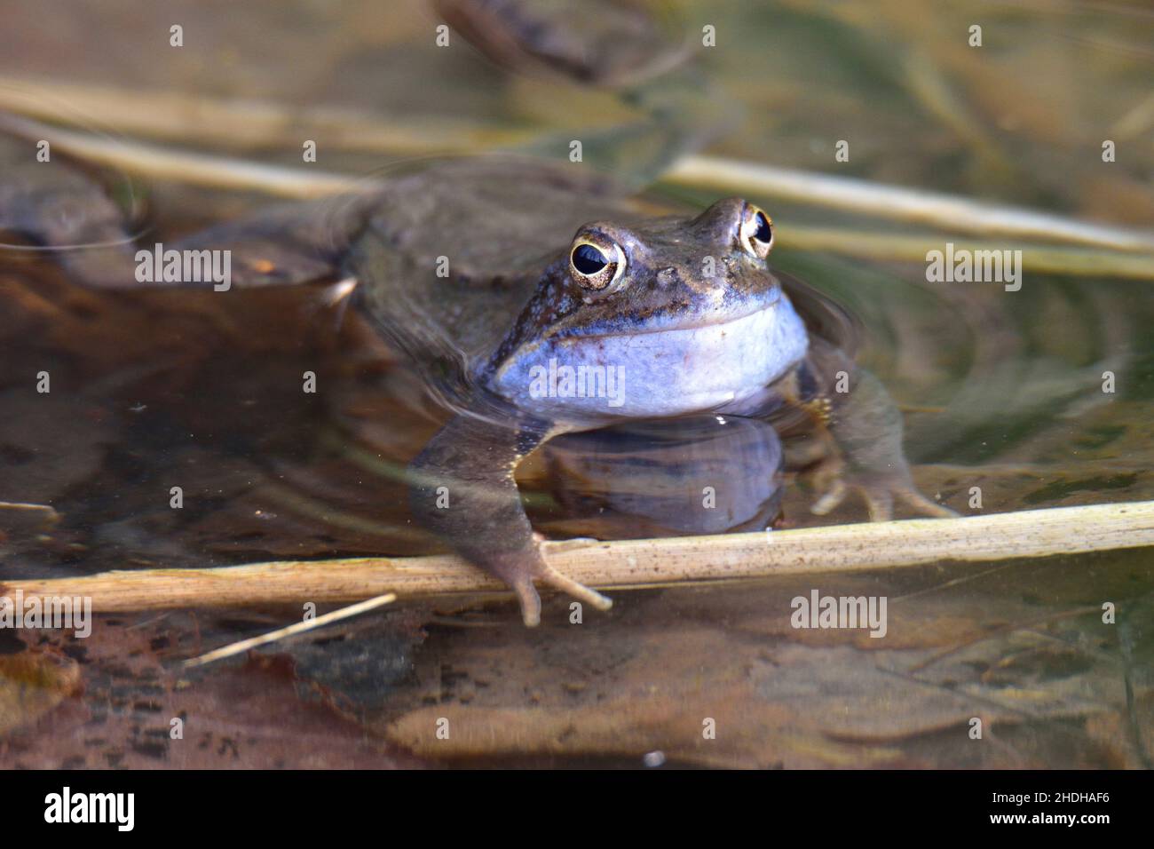 common frog, common frogs Stock Photo Alamy