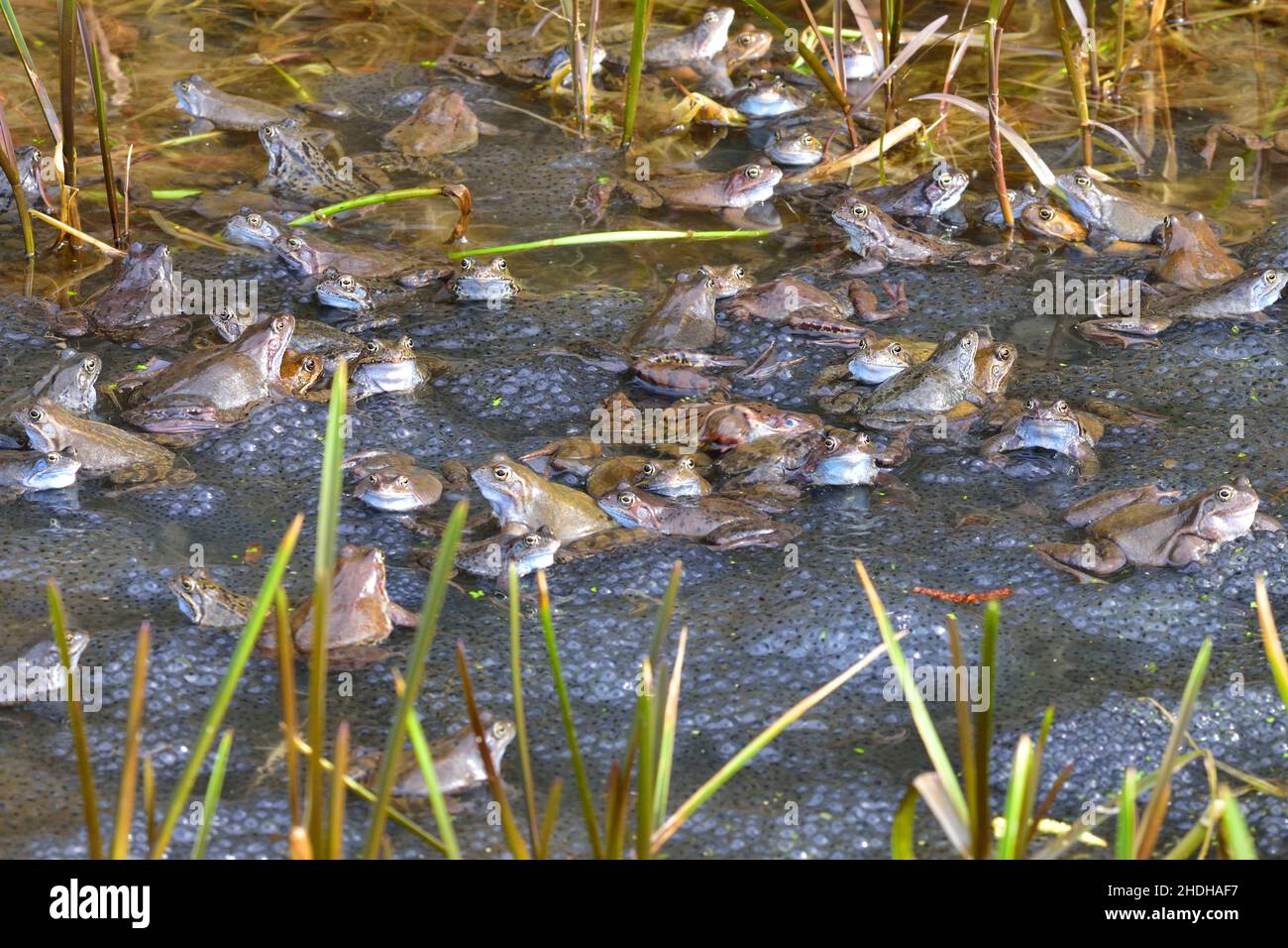 mating season, common frog, mating seasons, common frogs Stock Photo Alamy