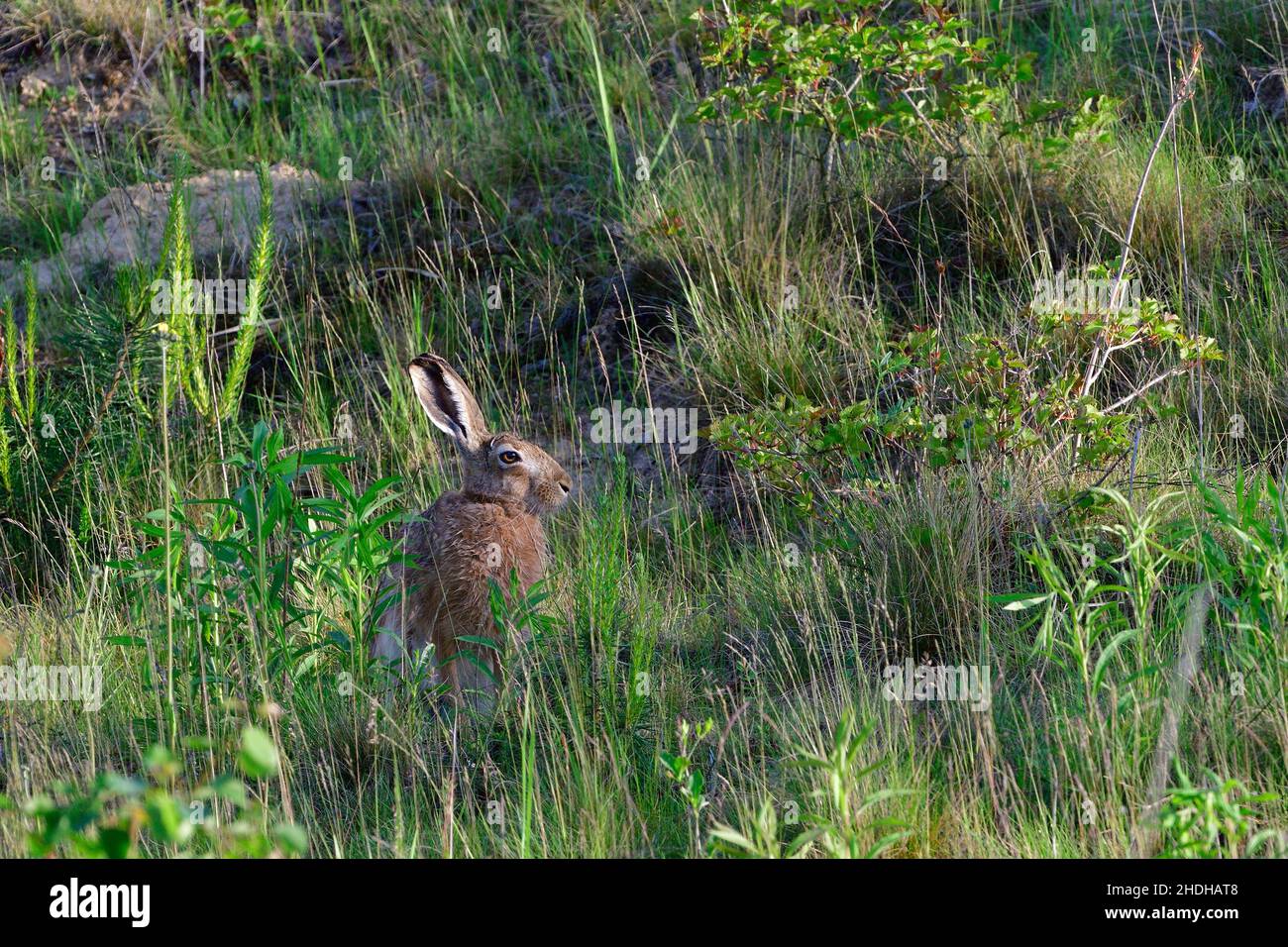 Sitting hares hi-res stock photography and images - Alamy