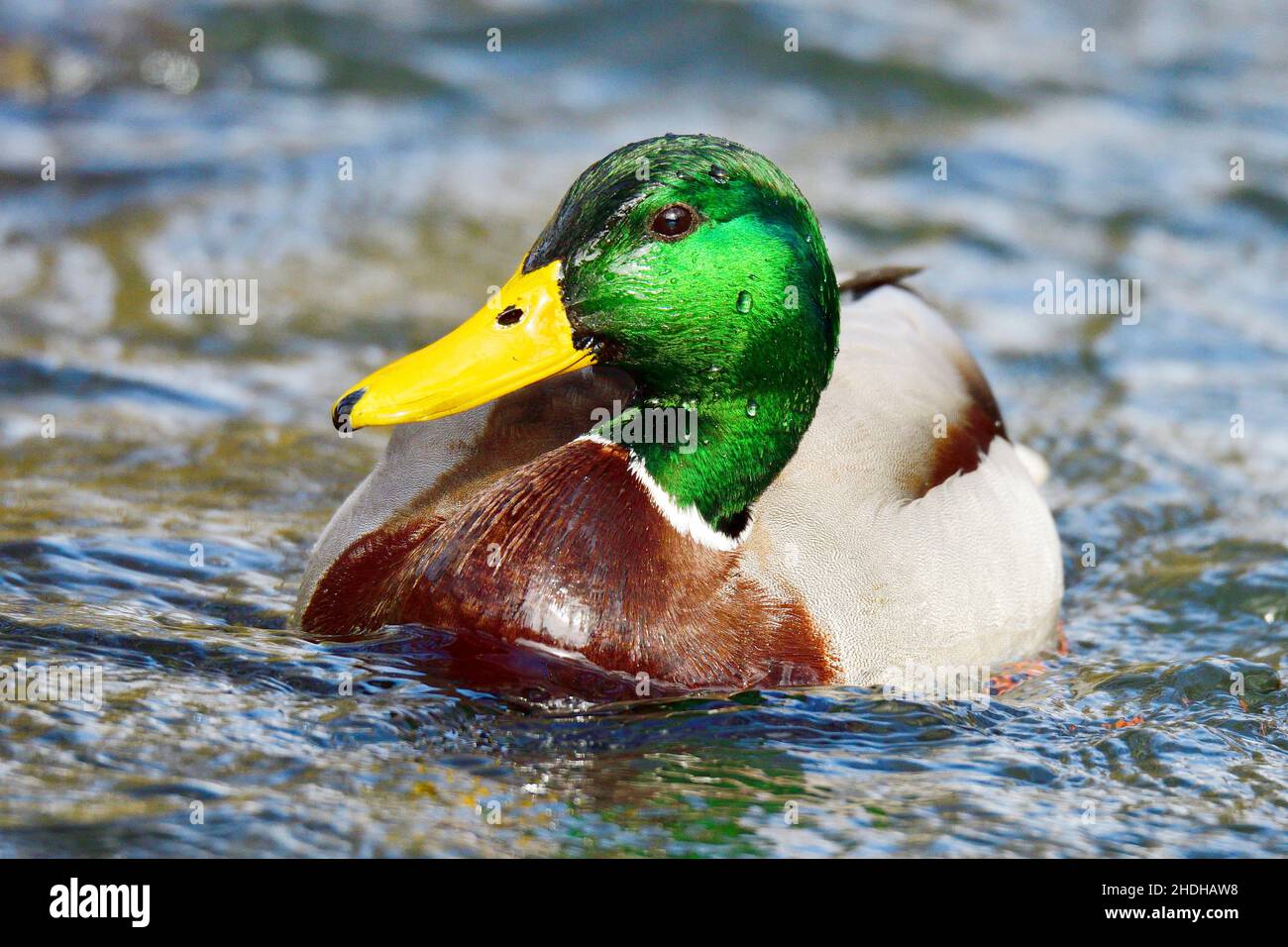 males, duck, mallard duck, guy, guys, male, ducks, mallard ducks Stock ...