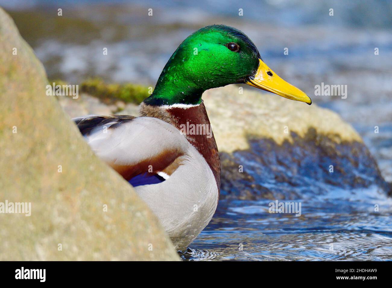 males, duck, mallard duck, guy, guys, male, ducks, mallard ducks Stock ...