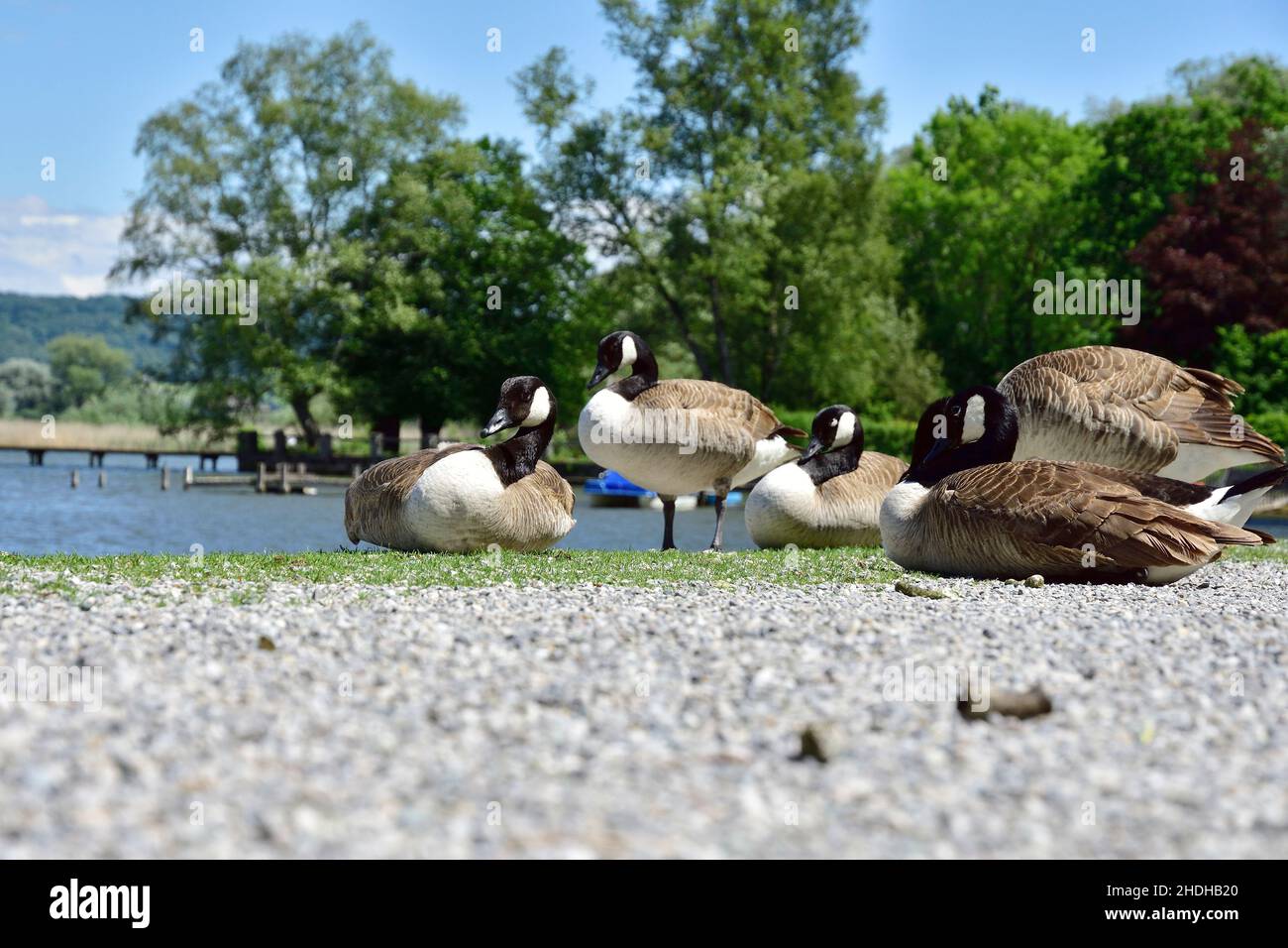Gooses tree hi res stock photography and images Alamy