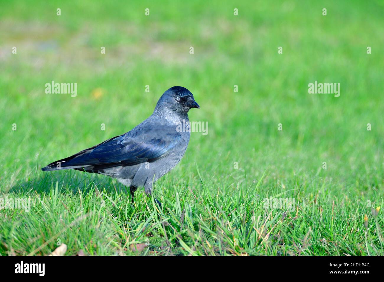 jackdaw, corvus monedula, jackdaws Stock Photo Alamy